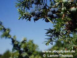 Wacholder (Jumiperus communis) Wacholder (Jumiperus communis)
