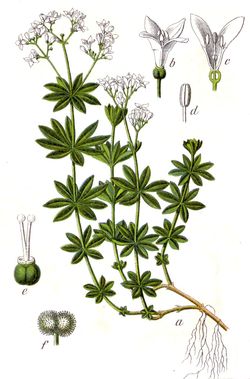 Waldmeister (Asperula odorata)