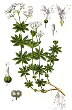 Waldmeister (Asperula odorata) Waldmeister (Asperula odorata)