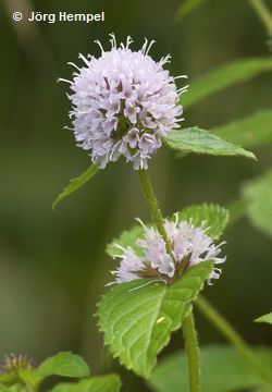 Wasserminze (Mentha aquata) Wasserminze (Mentha aquata)