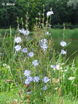 Wegwarte (Cichorium intybur) Wegwarte (Cichorium intybur)