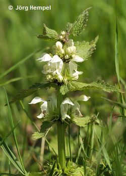 Weiß-Taubnessel (Lamium alb.) Weiß-Taubnessel (Lamium alb.)