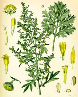 Wermuttee (Artemisia-absinthium) Wermuttee (Artemisia-absinthium)