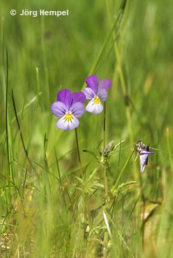 Wildes Stiefmütterchen (Viola tricolore) Wildes Stiefmütterchen (Viola tricolore)