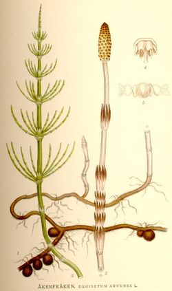 Zinnkraut (Equisetum arvene) Zinnkraut (Equisetum arvene)
